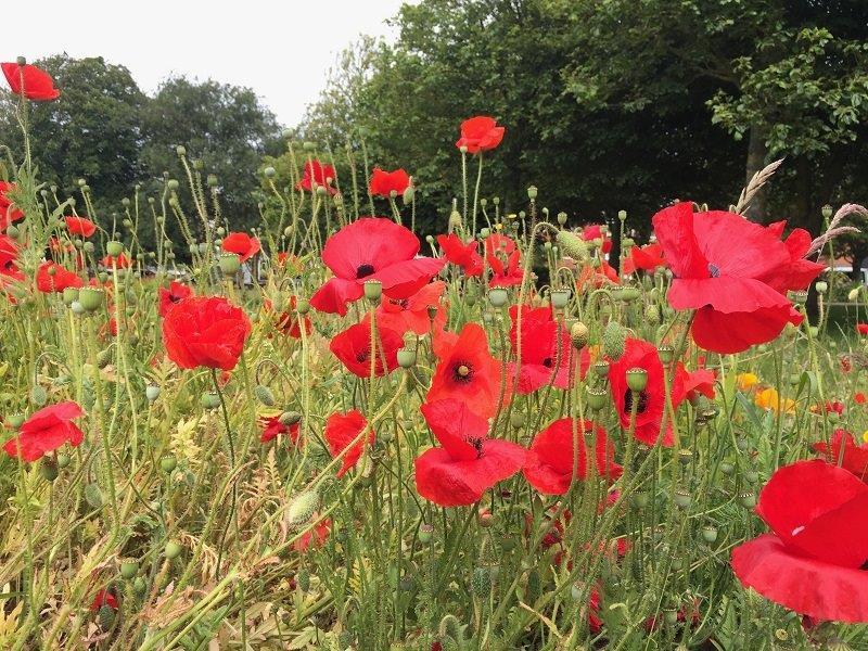 Chairman Joins Remembrance Day service in Littlehampton