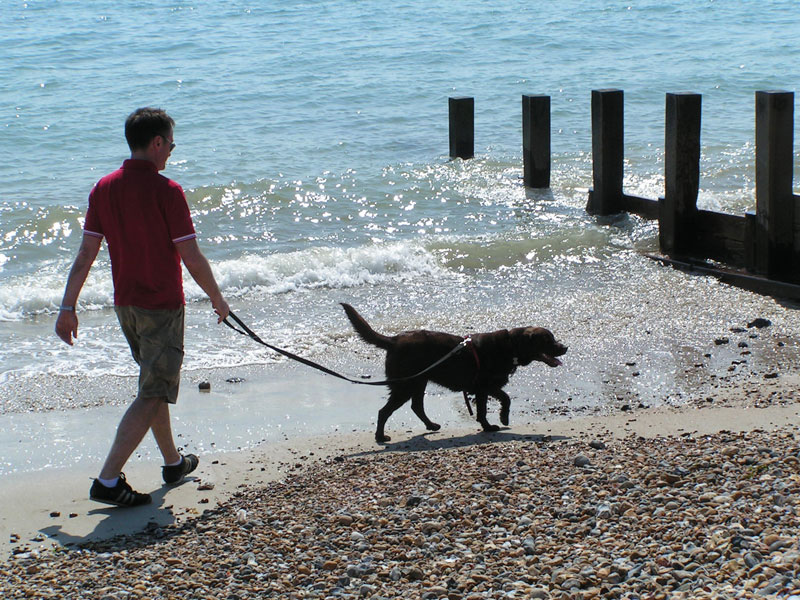 Owners urged to respect dog beach ban