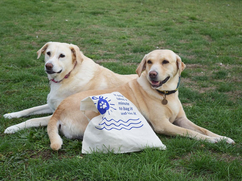 Council clamps down on dog fouling with ‘It only takes a minute…’ campaign