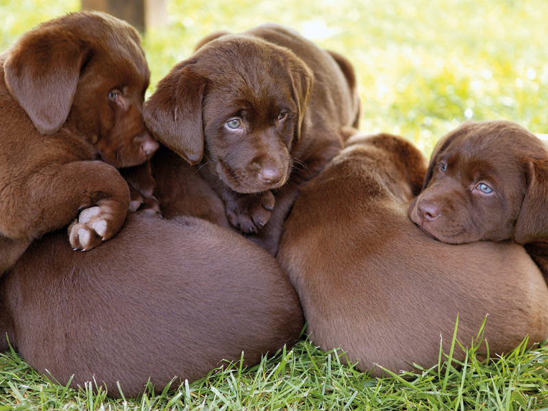 Focusing on animal welfare during National Licensing Week