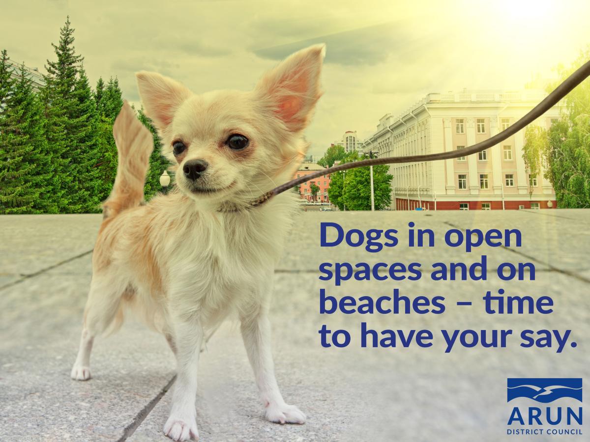 Dogs in open spaces and on beaches – time to have your say