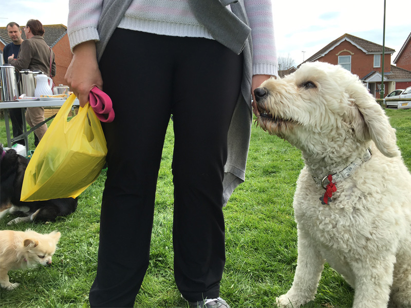 Dog Day Afternoon at Brookfield Park!